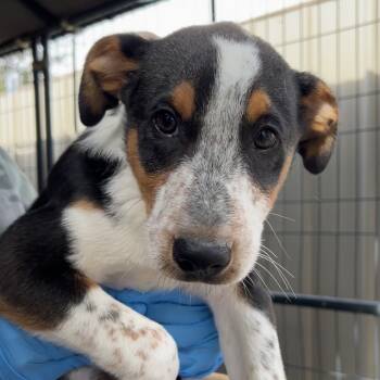 Rescue Mixed Breed Dogs for Adoption in Moab, Utah - Bob Dylan | PetCurious