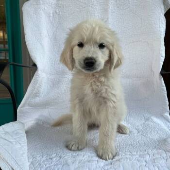 Rescue Golden Retriever Dogs for Adoption in Carencro, Louisiana - Baccarat | PetCurious