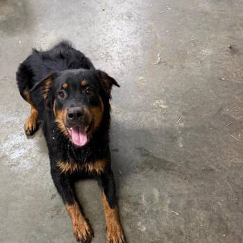 Rottweiler and Mixed Breed Dogs Available for Adoption - Jimmy | PetCurious