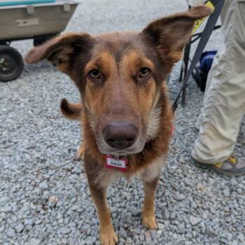 Sneak -  Shepherd Dog for Adoption in Wake Forest, North Carolina - Sneak | PetCurious