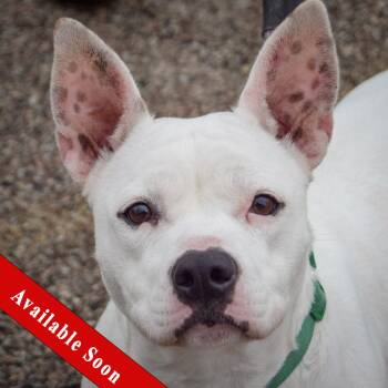 American Bulldog and American Staffordshire Terrier Dogs Available for Adoption - Zera | PetCurious