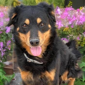 Kingfisher -  Shepherd and Mixed Breed Dog for Adoption in Kanab, Utah - Kingfisher | PetCurious
