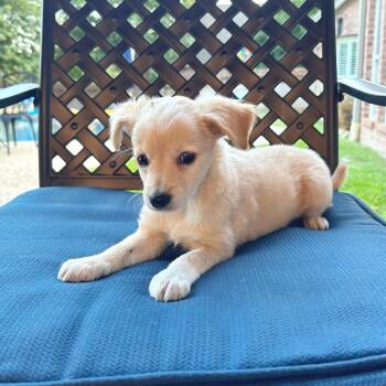 Toulouse -  Chihuahua and Mixed Breed Dog for Adoption in Lewisville, Texas - Toulouse | PetCurious