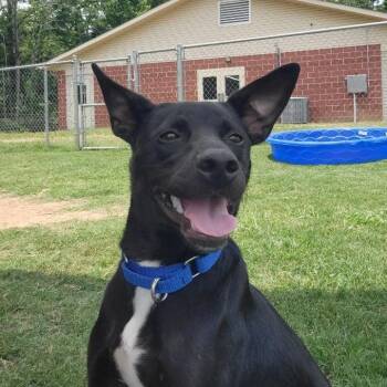 (Found) Gulliver -  Labrador Retriever and Terrier Dog for Adoption in Cabot, Arkansas - (Found) Gulliver | PetCurious