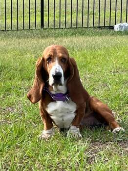 Basset Hound Dogs Available for Adoption in Auburndale, Florida - Leia | PetCurious