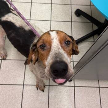 Ricky Bobby -  Mixed Breed Dog for Adoption in Charleston, West Virginia - Ricky Bobby | PetCurious
