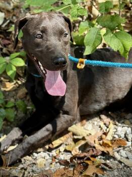 Rescue Chocolate Labrador Retriever Dogs for Adoption in Waverly, Tennessee - ELLIE | PetCurious