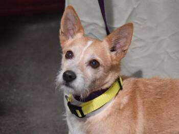 Otter -  Terrier Dog for Adoption in Portland, Oregon - Otter | PetCurious