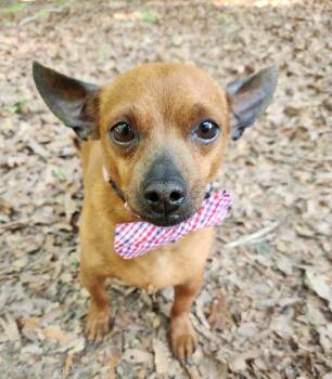 Miniature Dachshund and Chihuahua Dogs Available for Adoption in Pelzer, South Carolina - Chili 7 Lbs | PetCurious