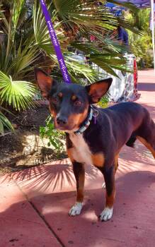 Miniature Pinscher Dogs Available for Adoption in Mentone, California - Shayla | PetCurious