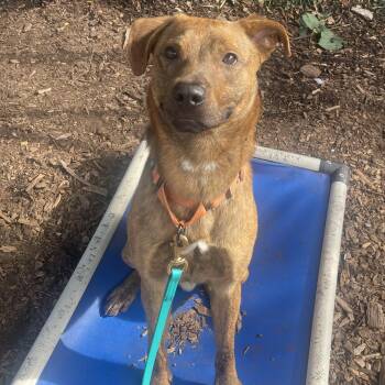 Rescue Mixed Breed Dogs for Adoption in Briarcliff Manor, New York - Labubu - Coming Soon! | PetCurious