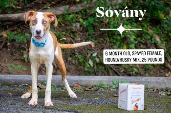 Sovany -  Hound and Whippet Dog for Adoption in Sevierville, Tennessee - Sovany | PetCurious