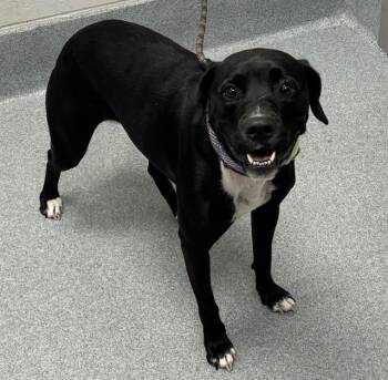 ZARY -  Labrador Retriever and Mixed Breed Dog for Adoption in Indianapolis, Indiana - ZARY | PetCurious