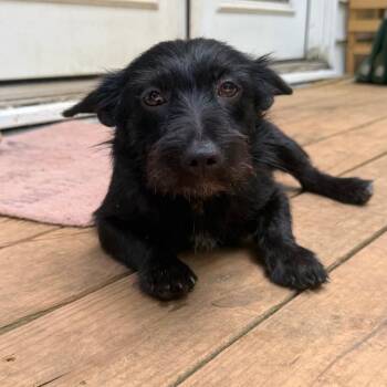 Nobel -  Terrier and Mixed Breed Dog for Adoption in Wake Forest, North Carolina - Nobel | PetCurious