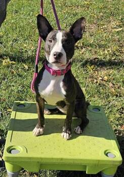 Rescue Pit Bull Terrier and Bull Terrier Dogs for Adoption in Salem, Ohio - Sweet Pea | PetCurious