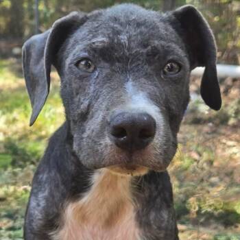 Rescue Catahoula Leopard Dog and Mixed Breed Dogs for Adoption in Peculiar, Missouri - Luigi | PetCurious