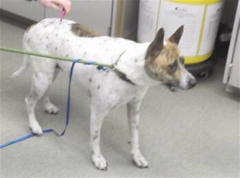 Boxer and Mixed Breed Dogs Available for Adoption - BAYLEE | PetCurious