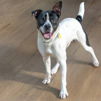 Pit Bull Terrier and Australian Cattle Dog Blue Heeler Dogs Available for Adoption in St. Louis, Missouri - LOKI | PetCurious