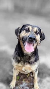 Rescue Catahoula Leopard Dog and German Shepherd Dog Dogs for Adoption in Indianapolis, Indiana - Gus | PetCurious