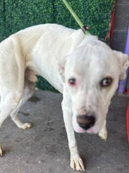 Shepherd and Mixed Breed Dogs Available for Adoption - Snoopy | PetCurious