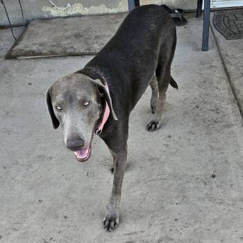 Rescue Weimaraner Dogs for Adoption in Oceanside, California - *** Chloe | PetCurious