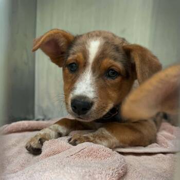 Nutella -  Australian Cattle Dog Blue Heeler Dog for Adoption in Martinsville, Indiana - Nutella | PetCurious