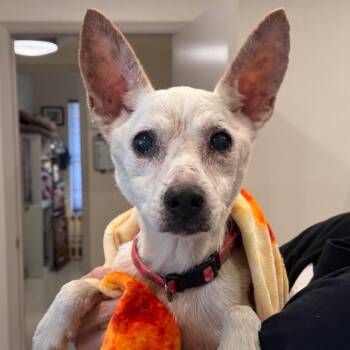 Bones -  Rat Terrier and Chihuahua Dog for Adoption in San Antonio, Texas - Bones | PetCurious