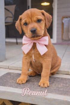 Mixed Breed Dogs Available for Adoption - Peanut | PetCurious