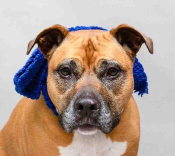 Labrador Retriever Dogs Available for Adoption - Greta | PetCurious