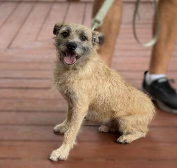 Jack Irons -  Wire Fox Terrier Dog for Adoption in Slidell, Louisiana - Jack Irons | PetCurious