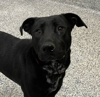Rescue Labrador Retriever and Australian Cattle Dog Blue Heeler Dogs for Adoption in Golden, Colorado - Kiki | PetCurious