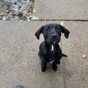 Black Labrador Retriever Dogs Available for Adoption - Zoey | PetCurious