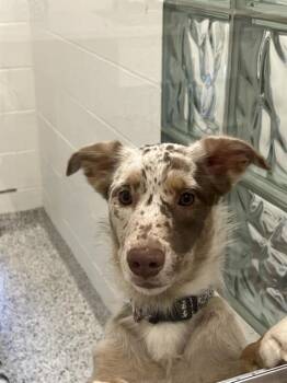 Australian Shepherd and Border Collie Dogs Available for Adoption in Canfield, Ohio - POSEY | PetCurious