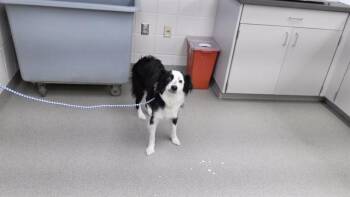 Australian Shepherd and Mixed Breed Dogs Available for Adoption - QUEENIE | PetCurious