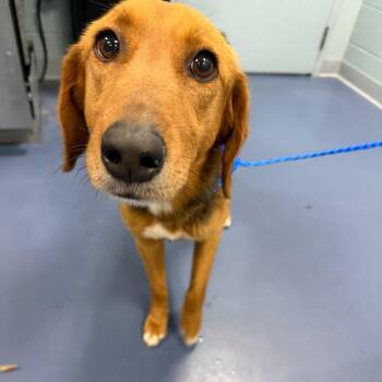 Hound and Mixed Breed Dogs Available for Adoption in Greensboro, North Carolina - Mirabella | PetCurious