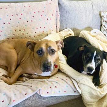 Nyla -  Mixed Breed Dog for Adoption in Atlanta, Georgia - Nyla | PetCurious