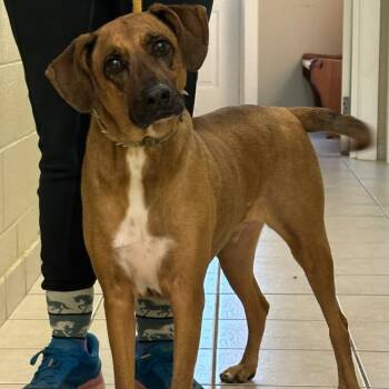 Finnigan -  Foxhound Dog for Adoption in Chesapeake City, Maryland - Finnigan | PetCurious