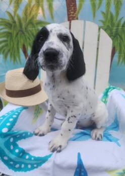 Dalmatian and Standard Poodle Dogs Available for Sale - Two-Tone  | PetCurious
