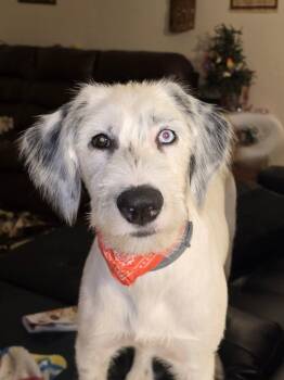 Rescue Dalmatian and Old English Sheepdog Dogs for Adoption in San Diego, California - Mochi Cola-Pensacola, FL | PetCurious