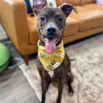 Pit Bull Terrier and Boxer Dogs Available for Adoption - Daisy Daydream Bestie | PetCurious