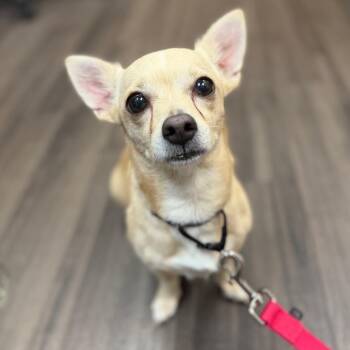 Chloe -  Mixed Breed Dog for Adoption in Sarasota, Florida - Chloe | PetCurious