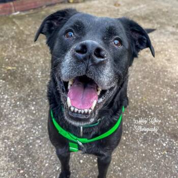 Rescue Boxer and Labrador Retriever Dogs for Adoption in Baltimore, Maryland - Adonis | PetCurious