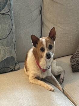 Chihuahua and Mixed Breed Dogs Available for Adoption in Conroe, Texas - A427825 | PetCurious
