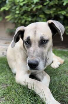 Husky and Siberian Husky Dogs Available for Adoption in Palm Desert, California - Calista | PetCurious