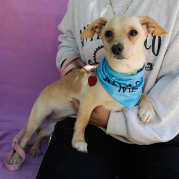 Chihuahua and Mixed Breed Dogs Available for Adoption in Richmond, California - MIMI | PetCurious