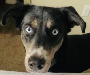 Rescue Husky and Golden Retriever Dogs for Adoption in Hendersonville, Tennessee - Lucy - Full Of Love And Energy | PetCurious