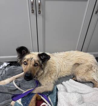 Australian Cattle Dog Blue Heeler Dogs Available for Adoption in Fort Lupton, Colorado - Jooniper | PetCurious