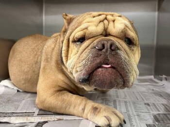 Rescue Shar Pei and French Bulldog Dogs for Adoption in New York, New York - Truffle (GA) | PetCurious