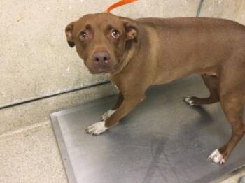 SWEETIE -  Pit Bull Terrier Dog for Adoption in Riverside, California - SWEETIE | PetCurious