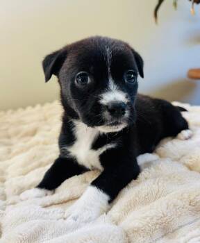 Chihuahua and Mixed Breed Dogs Available for Adoption in Los Angeles, California - Ladybug | PetCurious